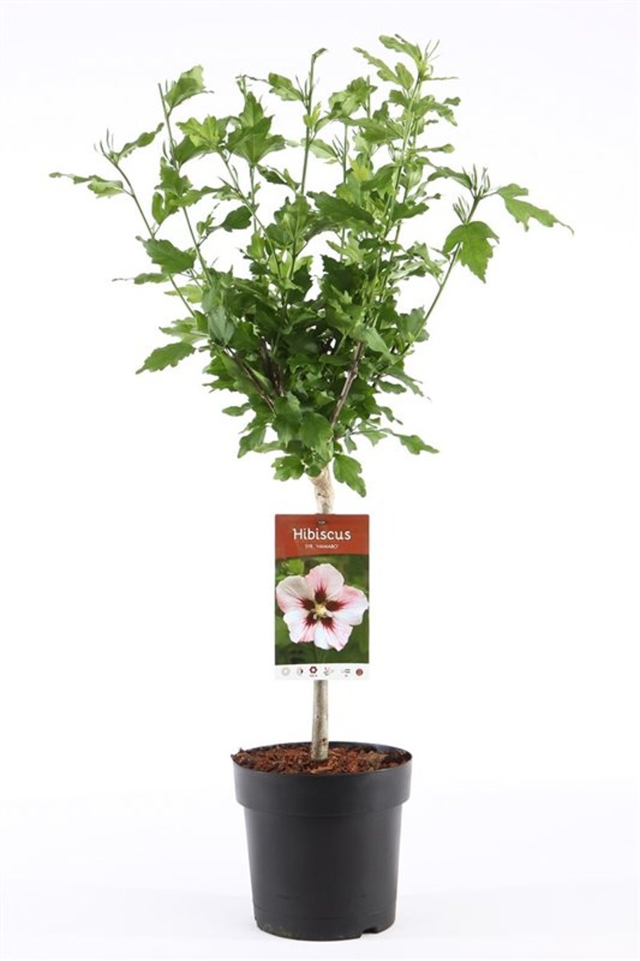 Hibiscus syr. 'Hamabo' - C3